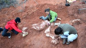 Dinosaurus Karnivora Spesies Baru Ditemukan Di Argentina