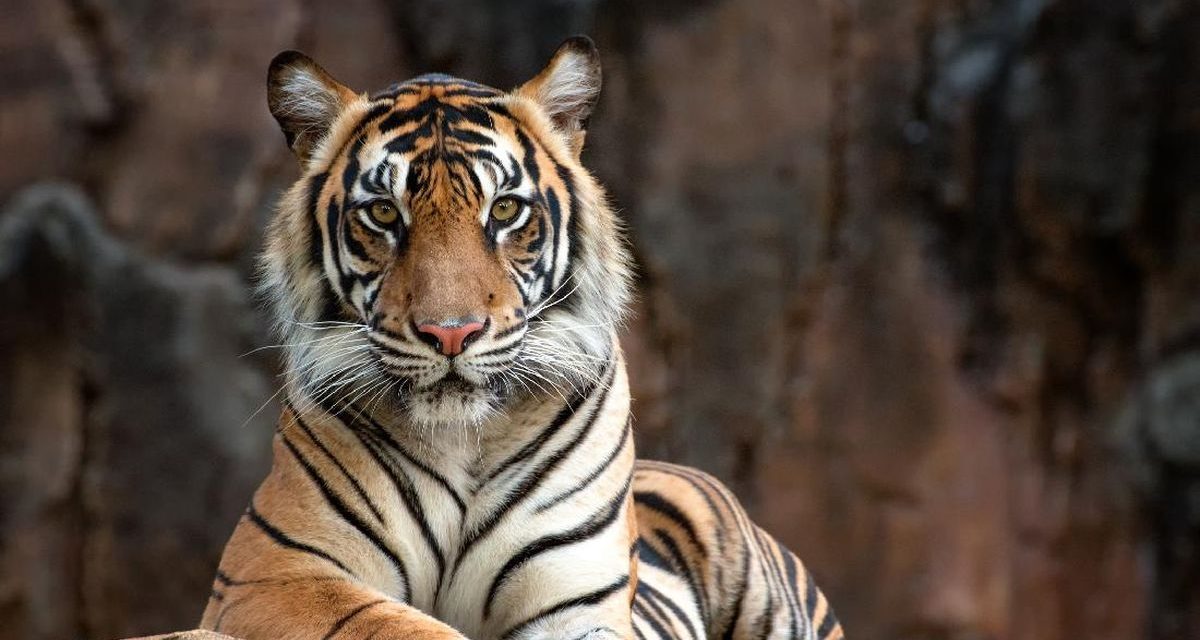 BKSDA Bengkulu Lepasliarkan Harimau Sumatra Ke Alam