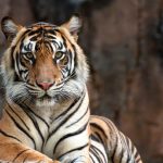 BKSDA Bengkulu Lepasliarkan Harimau Sumatra Ke Alam