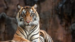BKSDA Bengkulu Lepasliarkan Harimau Sumatra Ke Alam