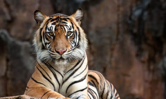 BKSDA Bengkulu Lepasliarkan Harimau Sumatra Ke Alam